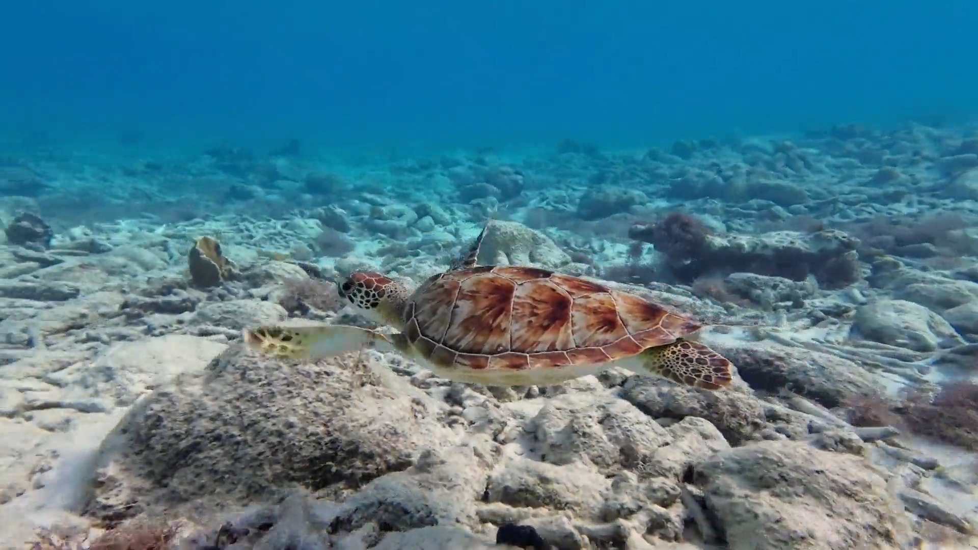 Video sobre tortugas