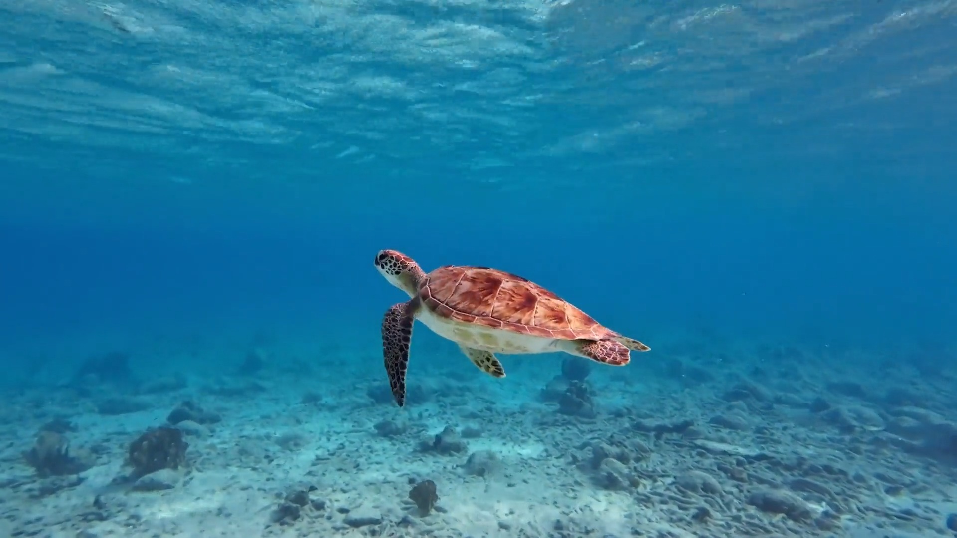 Video de tortuga