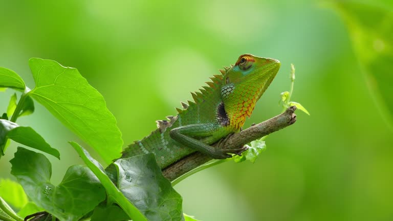 ANIMALITO